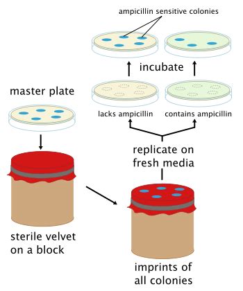 replica plating wikipedia